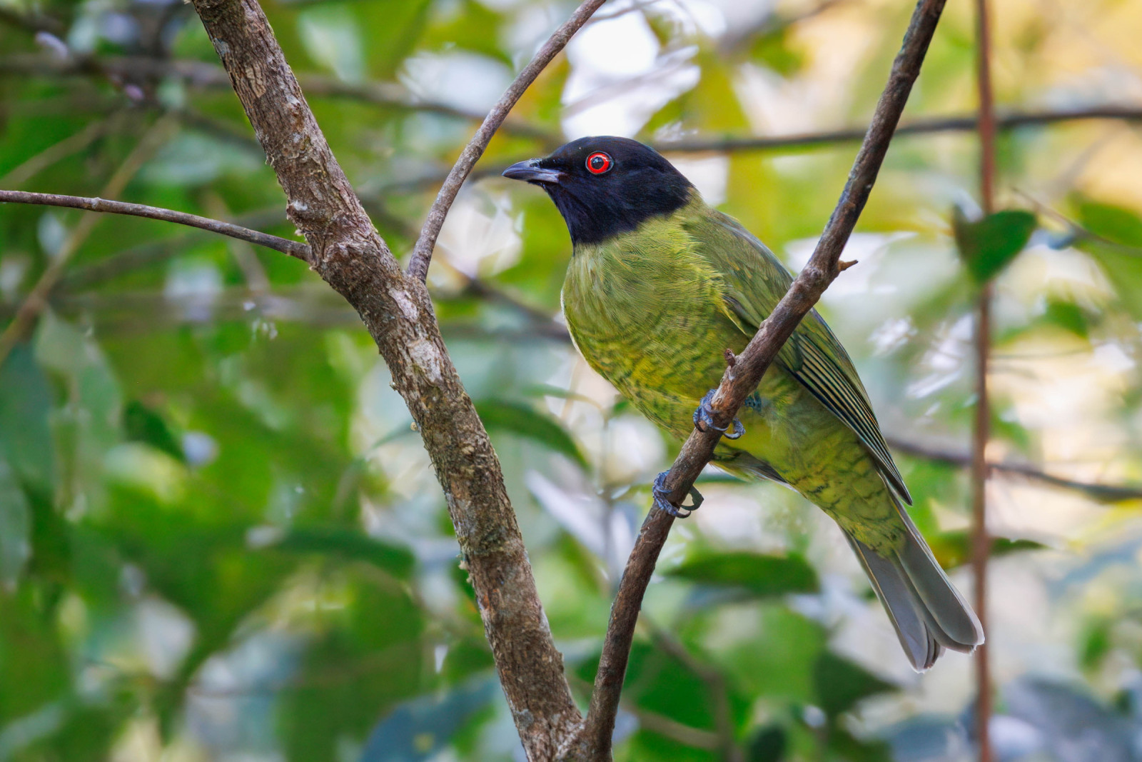 image Black-headed Berryeater